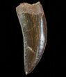 Serrated, Carcharodontosaurus Tooth - Very Dark Enamel #71174-1